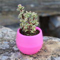 Mini Succulents Flower Pot