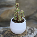 Mini Succulents Flower Pot