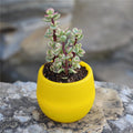 Mini Succulents Flower Pot