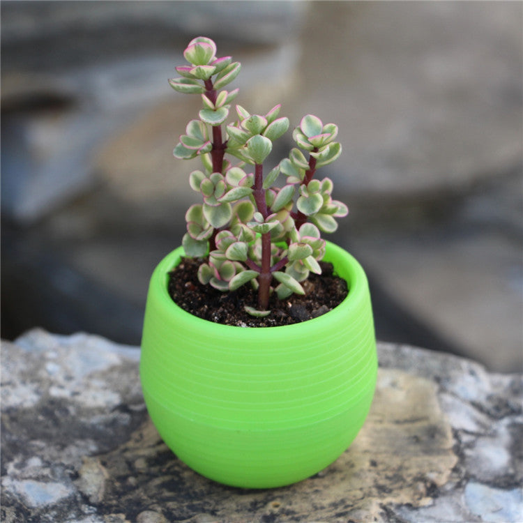 Mini Succulents Flower Pot