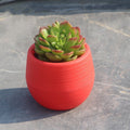 Mini Succulents Flower Pot