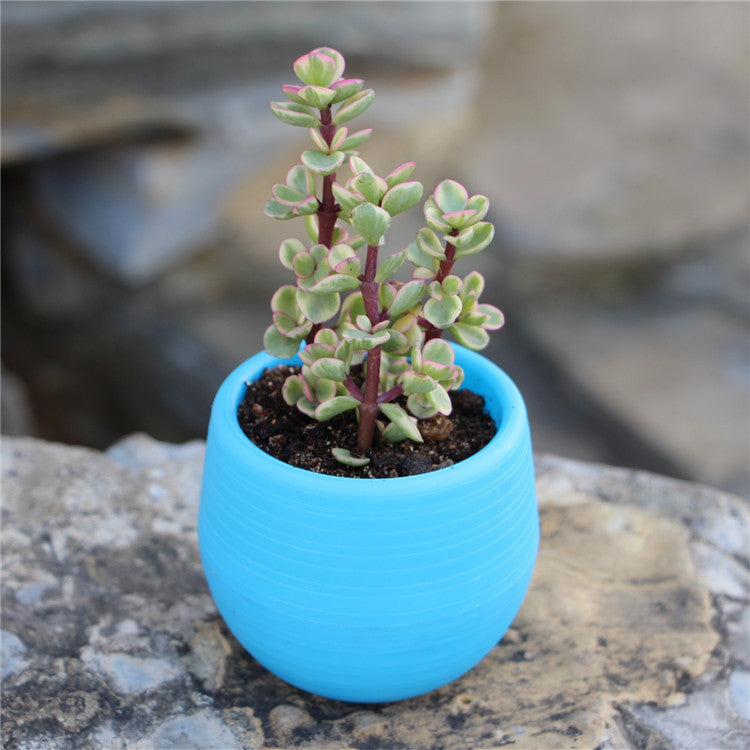 Mini Succulents Flower Pot